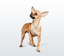 beautiful cute puppy dog pose