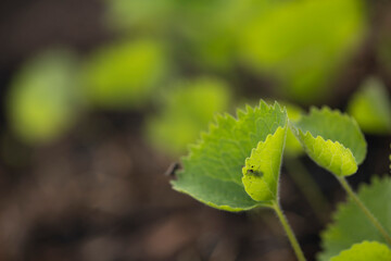 Close-up of an insect with antennae on a green structural leaf illuminated by the sun.