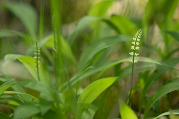Ramson. Wild forest spice. Harvest of green leaves of wild garlic.