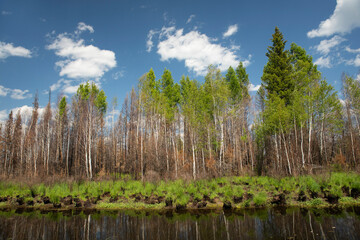 Marshy area with dark water and green trees along the bank covered with grassy tussocks against the background of a blue sky with clouds.