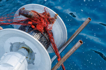 本命の伊勢海老（イセエビ科）が穫れた。
英名学名：Japanese Spiny Lobster,...