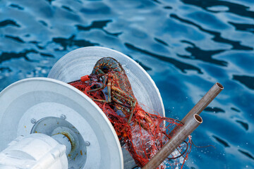 本命の伊勢海老（イセエビ科）が穫れた。
英名学名：Japanese Spiny Lobster,...