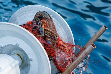 本命の伊勢海老（イセエビ科）が穫れた。
英名学名：Japanese Spiny Lobster,...