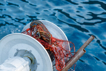 本命の伊勢海老（イセエビ科）が穫れた。
英名学名：Japanese Spiny Lobster,...