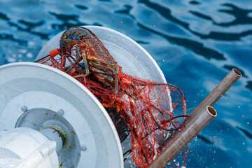 本命の伊勢海老（イセエビ科）が穫れた。
英名学名：Japanese Spiny Lobster,...
