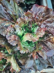 Fresh red lettuce health food