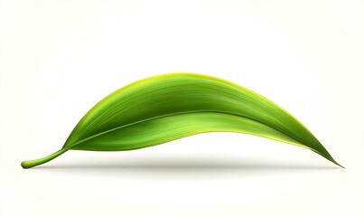 Fototapeta premium Single, green, curved leaf with detailed veins on white backdrop.