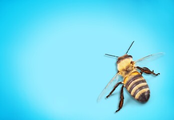 western wild honey bee producer of honey