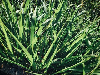 Green vetiver leaves background or texture