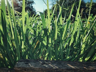 Green vetiver leaves background or texture