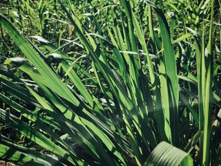 Green vetiver leaves background or texture