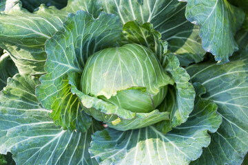 Closeup fresh young cabbage from top view, organic vegetable garden, outdoor day light