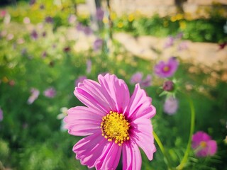 Obraz premium Pink cosmos flowers and leaves in the garden vintage style