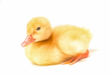 baby duck isolated on white