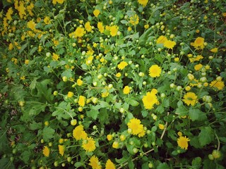 Beautiful of yellow chrysanthemum flower