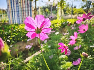 Pink cosmos flowers and leaves in the garden vintage style