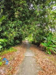 A narrow village street in countryside of Mang Thit district, Vinh Long province, Mekong Delta Vietnam in the morning.