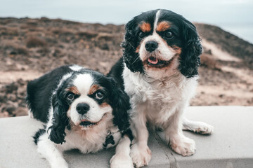 Portrait of two old black and white cavalier king charles spaniel dogs sitting outdoors.