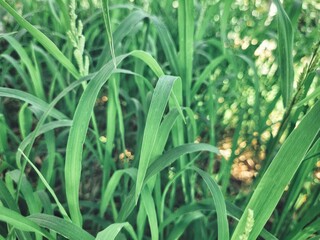 Obraz premium Green vetiver leaves background or texture