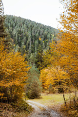 Fototapeta premium Autumn landscape with vibrant yellow trees framing the scene, a majestic mountain covered with lush green conifers in the background. Serene seasonal nature view, perfect for travel and outdoor themes