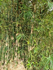 Close-up of a bamboo tree in the garden at Mekong Delta Vietnam.