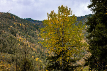 Fototapeta premium Autumn landscape with vibrant yellow trees framing the scene, a majestic mountain covered with lush green conifers in the background. Serene seasonal nature view, perfect for travel and outdoor themes