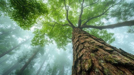 A towering pine tree in a misty forest, its thick green needles standing tall amidst the fog