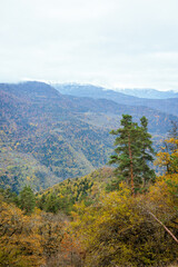 Autumn mountains of the Borjomi Reserve. Pines on the edge of a hill dominate the foreground, revealing a stunning view of the mountains in the distance