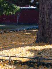 Park scenery in late autumn