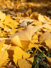 Park scenery in late autumn