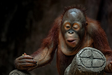 Portrait of baby bornean orangutan