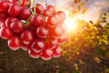 Ripe fresh sweet grapes hanging at vine grape harvest.