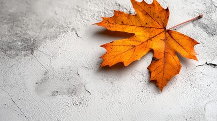 Solitary Leaf on Concrete Surface