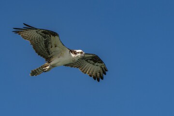 Shot of an osprey in flight against a clear blue sky, featuring its detailed wingspan and feathers.