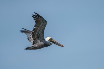 Shot of a pelican flying across the clear blue sky displays its impressive wingspan.