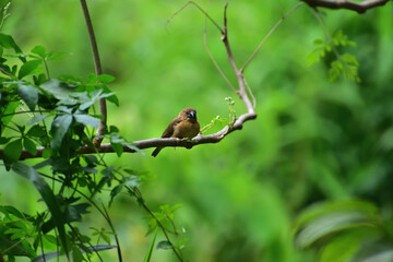 Obraz premium Close-up of a Munia Bird Perched on Branch with Green Natural Background, Wildlife and Exotic Bird Photography