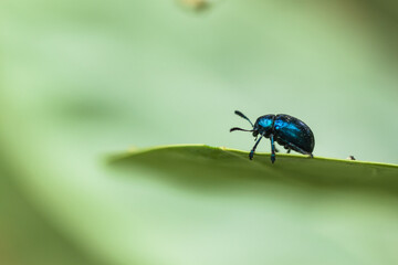 bug on a leaf