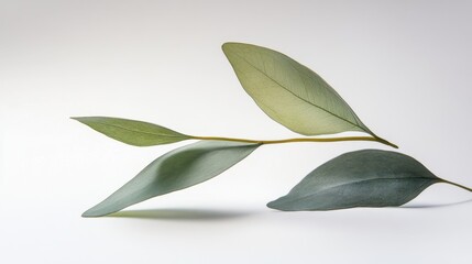 Tranquil Eucalyptus Leaves in Minimalist Style on White Background for Botanical Decor