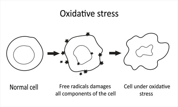 Oxidative stress outline. Diagram of a cell undergoing oxidative stress