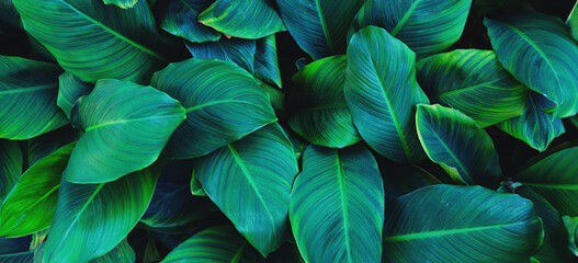 leaves of Spathiphyllum cannifolium, abstract green texture, nature background, tropical leaf.