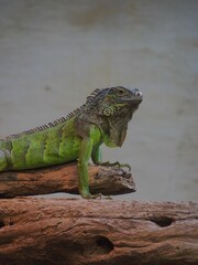 Fototapeta premium Vibrant Green Iguana on Log