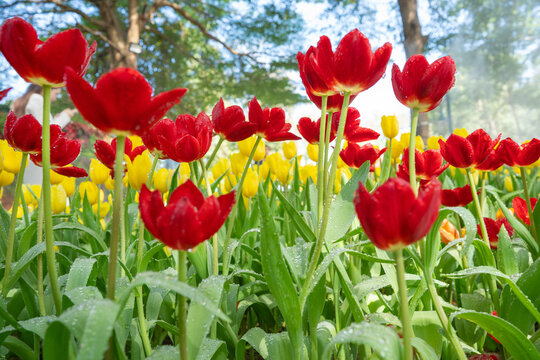 Field of colorful tulips red tulips field many red flowers spring flowers field tulip red tulips yellow tulips pink flowers field.