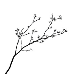 Obraz premium Branching beauty nature's minimalist art in a serene environment against a white background