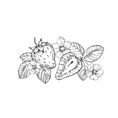Strawberry vector black and white illustrations hand drawn with ink. Leaves, berries and flowers of strawberry on a white background. Template for label design