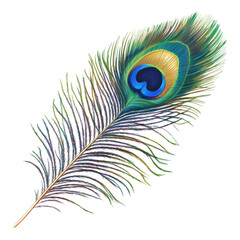 Obraz premium Peacock feather display nature close-up photography vibrant colors artistic perspective beauty concept