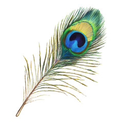 Fototapeta premium Captivating peafowl feather art nature setting illustrated design vibrant environment close-up view ornamental concept