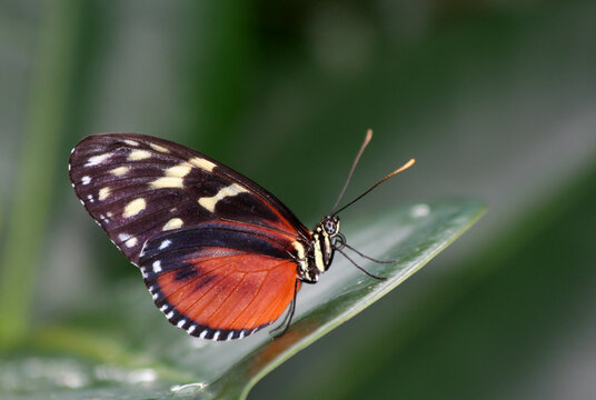 Golden Helicon Butterfly sitting on Green Plant Leaf with Blurred Green Background in a Hot Summer Day in Indianapolis, IN, USA
