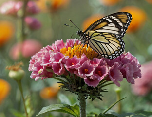 Obraz premium monarch butterfly on flower
