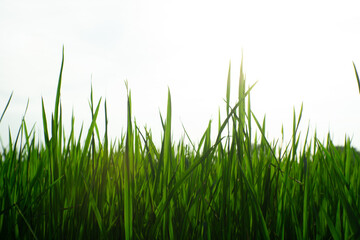 Fototapeta premium Fresh green grass swaying gently in breeze under bright sky, creating serene and peaceful atmosphere. Nature beauty is captured in this vibrant landscape