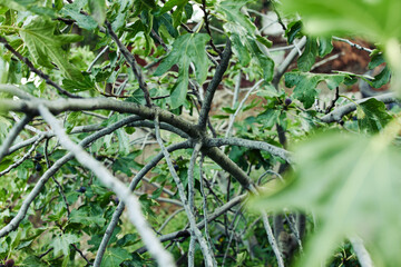 Bird perched on tree branch with lush green leaves in foreground, creating a serene natural scene
